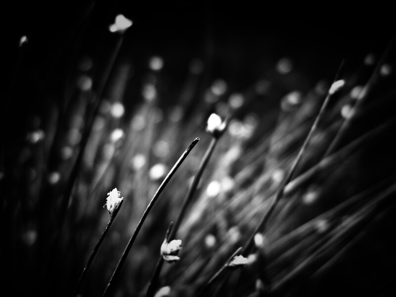 Black and white grass stems