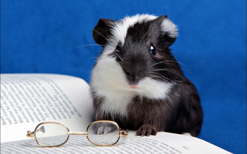 Black and White Guinea Pig — Blue, Calm