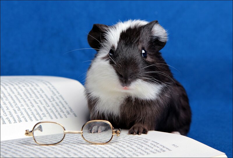 Black and White Guinea Pig — Blue