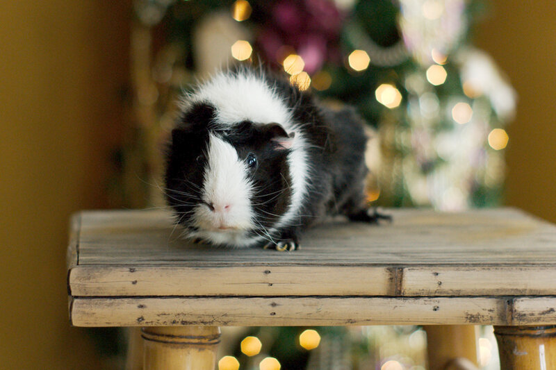Black and White Guinea Pig — Brown