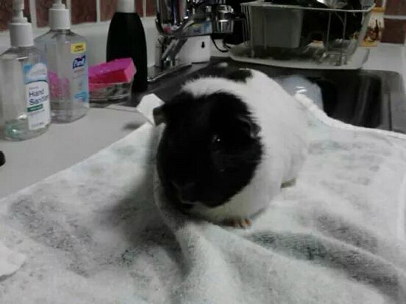 Black and White Guinea Pig — Calm