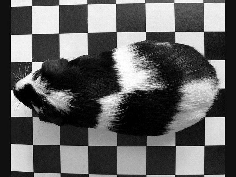 Black and White Guinea Pig — Neutral