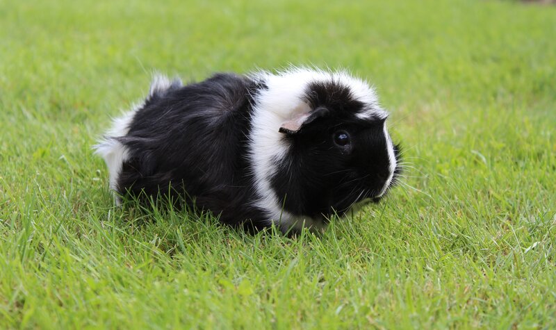 black and white guinea pig on grass