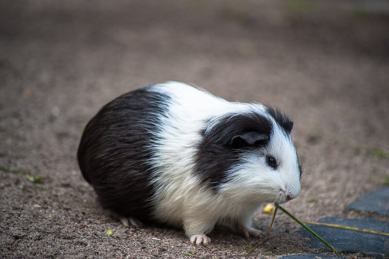 black and white guinea pig