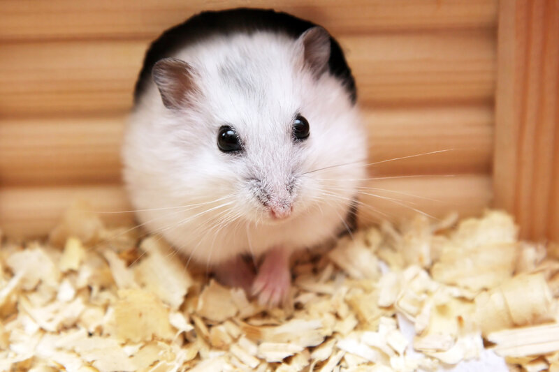 Black-and-white Hamster