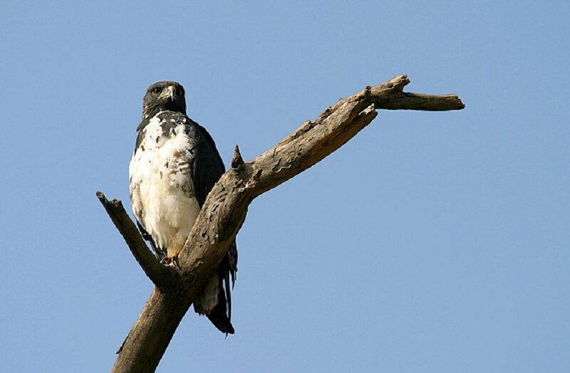 Black-and-white Hawk