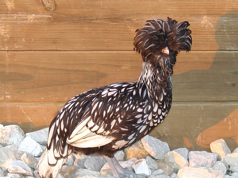 Black and White Hen