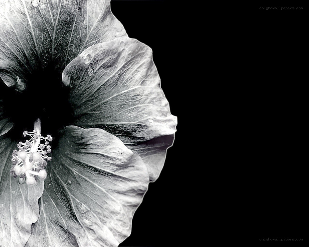 black and white hibiscus flower