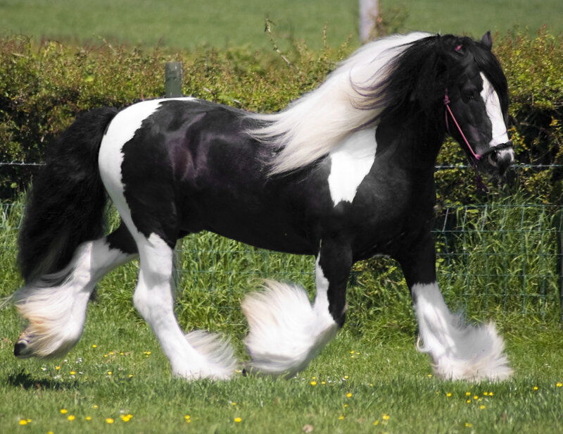 Black and White Horse — Active