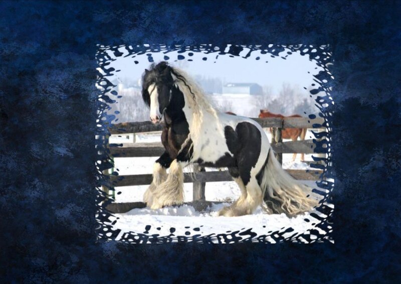Black and White Horse — Blue