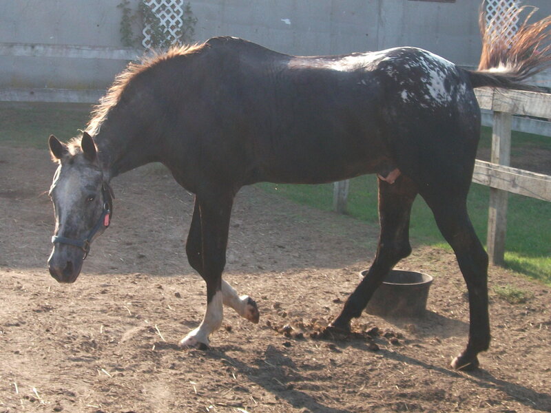 Black and White Horse — Brown, Calm, Afternoon, Photograph