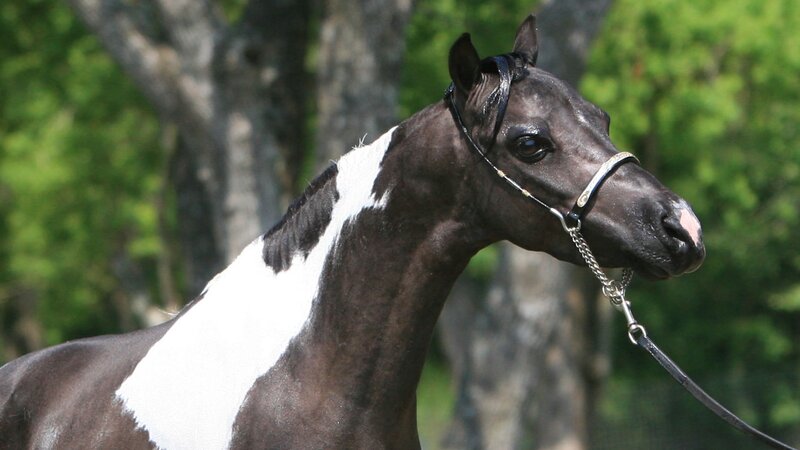 Black and White Horse — Brown, Calm, Afternoon, Photograph, Trees