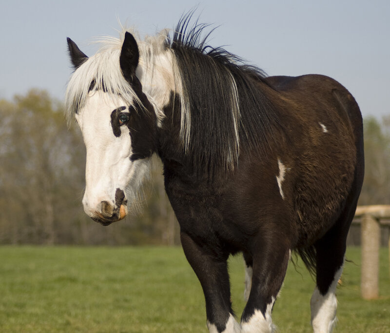 Black and White Horse — Brown, Calm, Afternoon