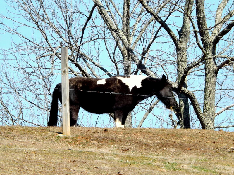 Black and White Horse — Brown, Calm, Autumn