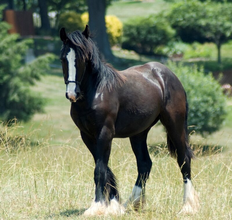 Black and White Horse — Brown, Calm