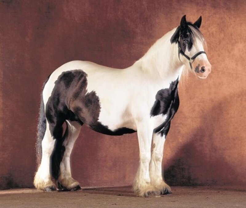 Black and White Horse — Brown, Neutral
