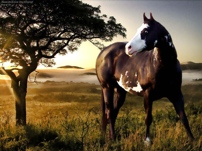 Black and White Horse — Brown