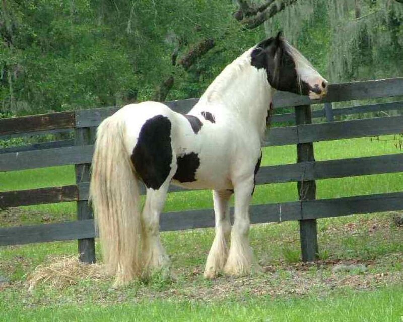 black and white horse by fence