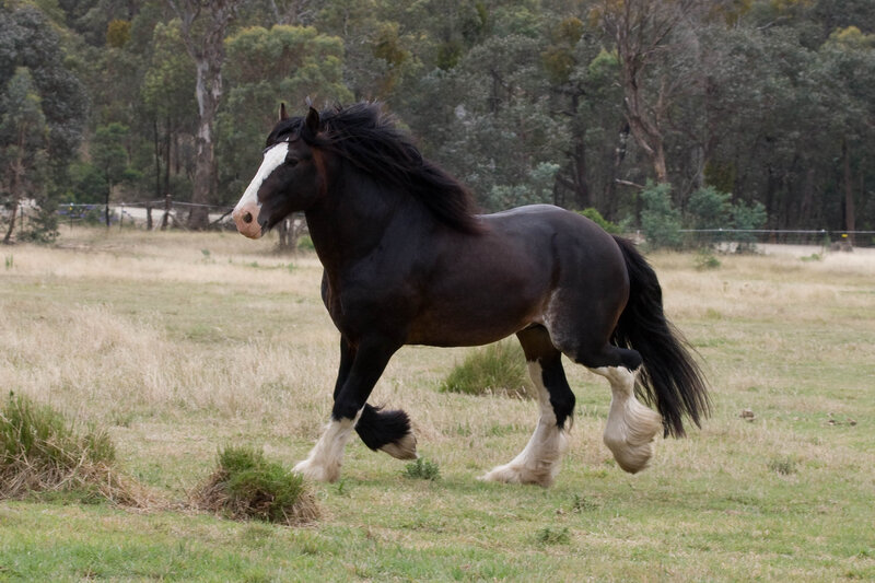 Black and White Horse — Calm, Afternoon, Photograph, Field