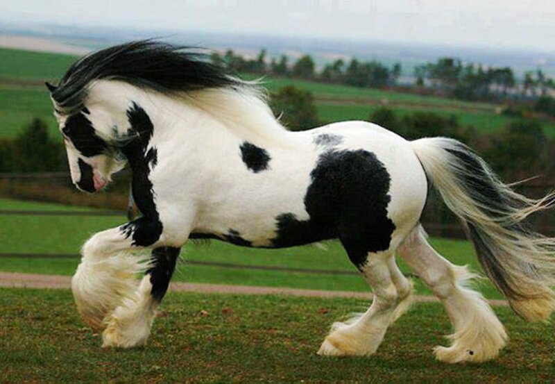 Black and White Horse — Calm, Afternoon, Photograph, Grass Field