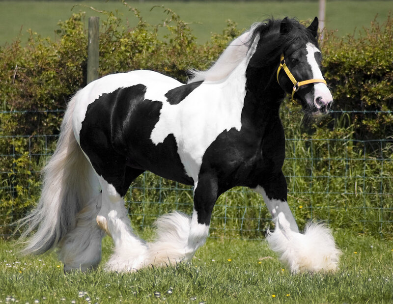 Black and White Horse — Calm, Afternoon, Photograph, Grass