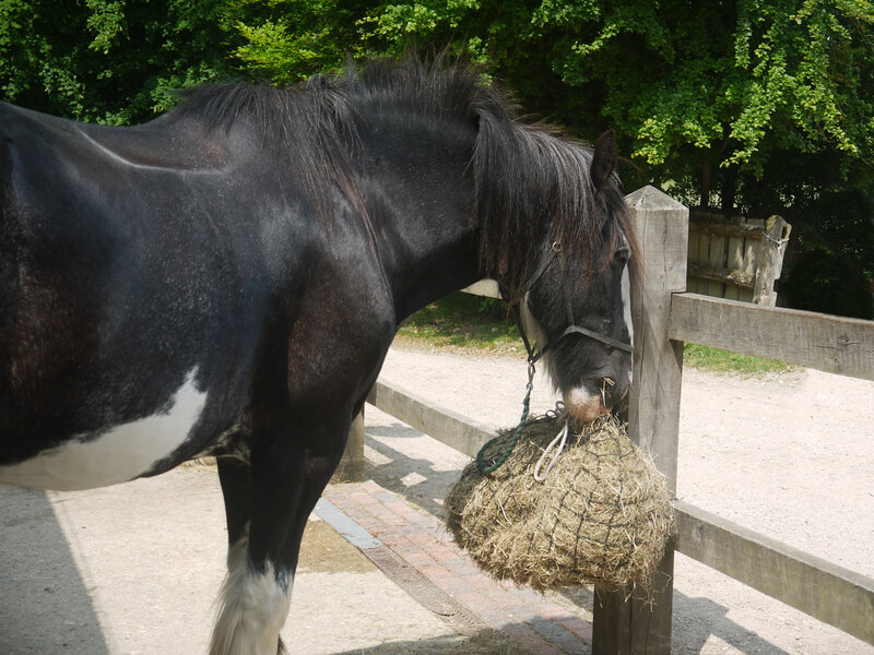 Black and White Horse — Calm, Afternoon, Photograph, Hay Net