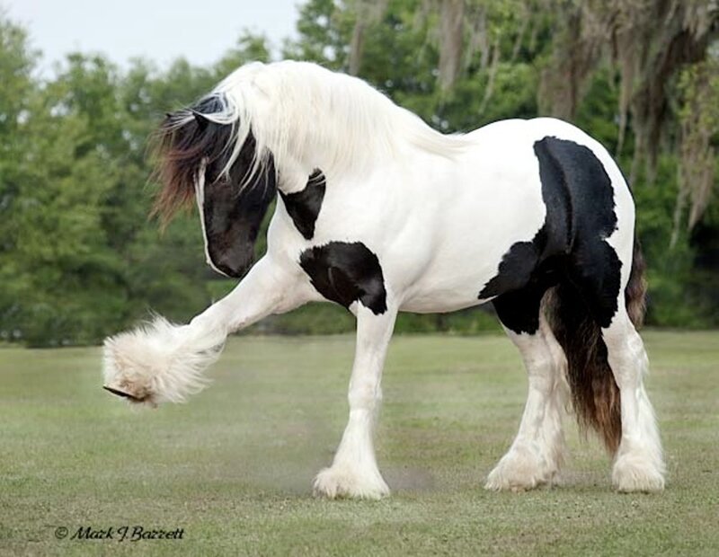 Black and White Horse — Calm, Afternoon