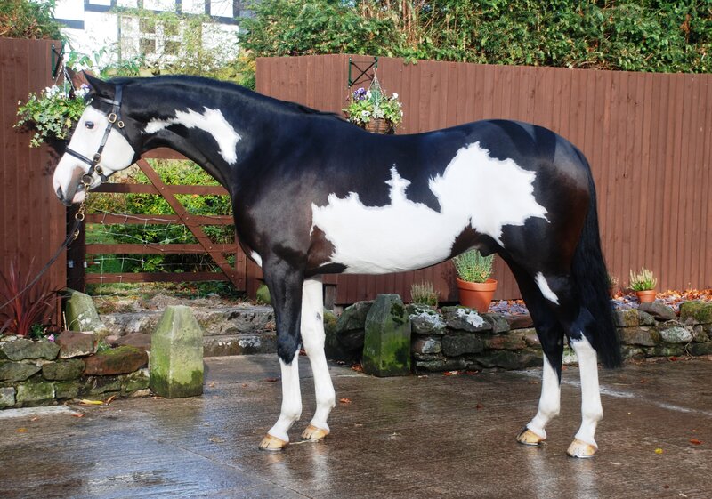 Black and White Horse — Calm, Autumn