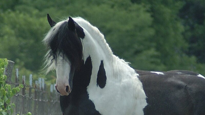 Black and White Horse — Calm, Photograph, Fence