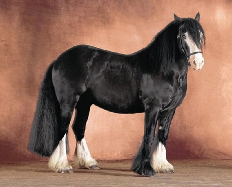 Black and White Horse — Calm, Photograph