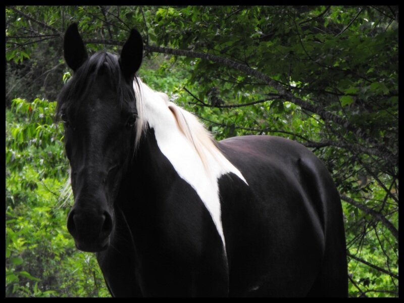 Black and White Horse — Calm, Photograph, Trees