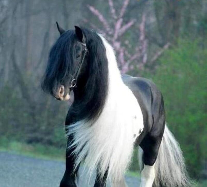 Black and White Horse — Calm, Spring