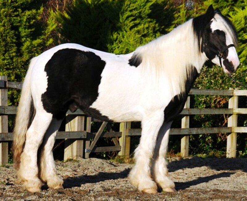 Black and White Horse — Calm