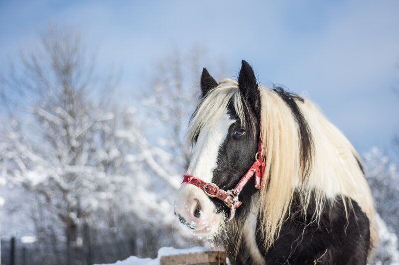 Black and White Horse — Calm, Winter