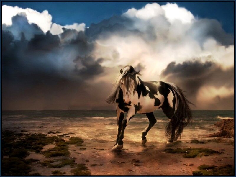 Black and White Horse — Dramatic