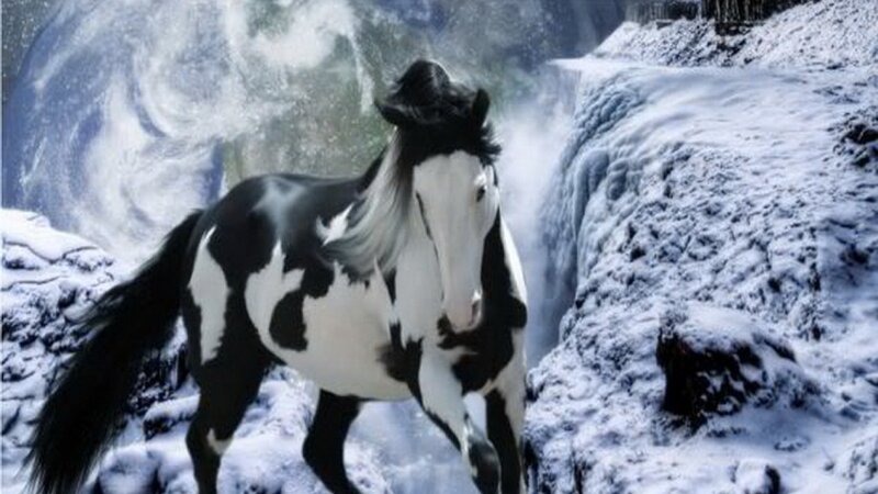 Black and White Horse — Dramatic, Winter