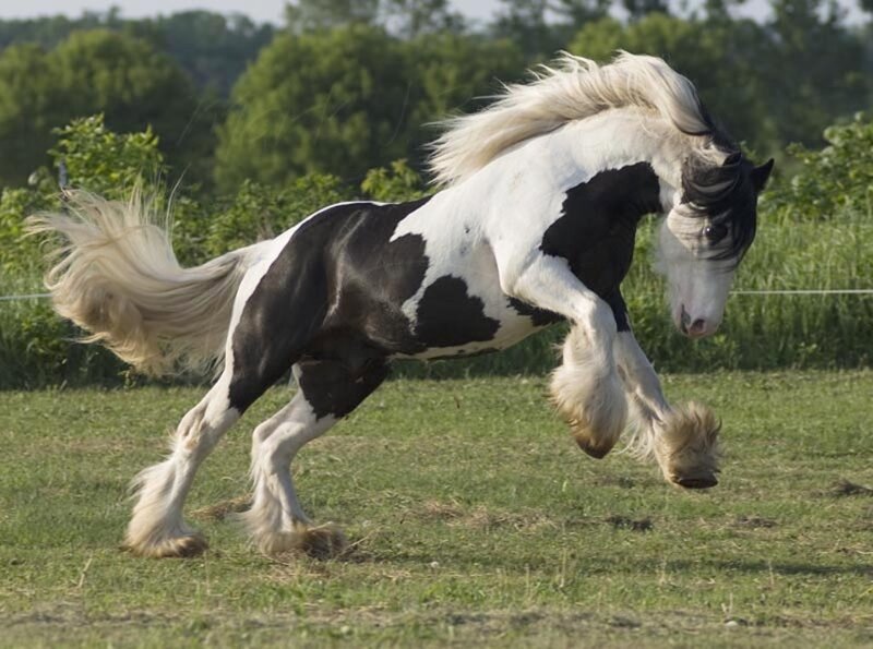 Black and White Horse — Dynamic, Afternoon, Photograph, Grass Field, Trees, Sky