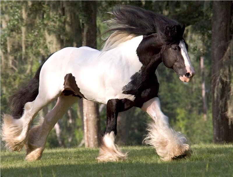 Black and White Horse — Dynamic, Afternoon, Photograph, Grass, Trees