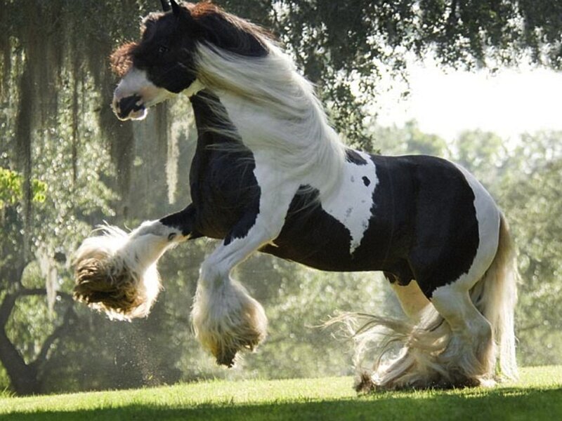 Black and White Horse — Dynamic, Afternoon, Photograph