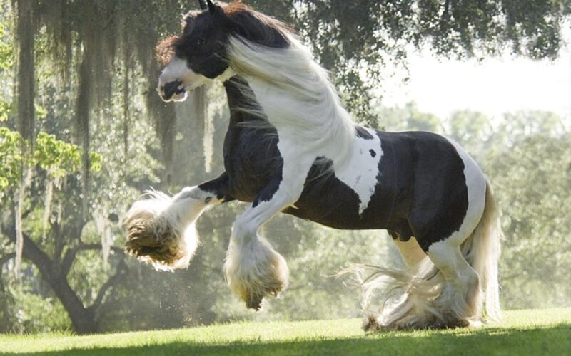 Black and White Horse — Dynamic, Afternoon