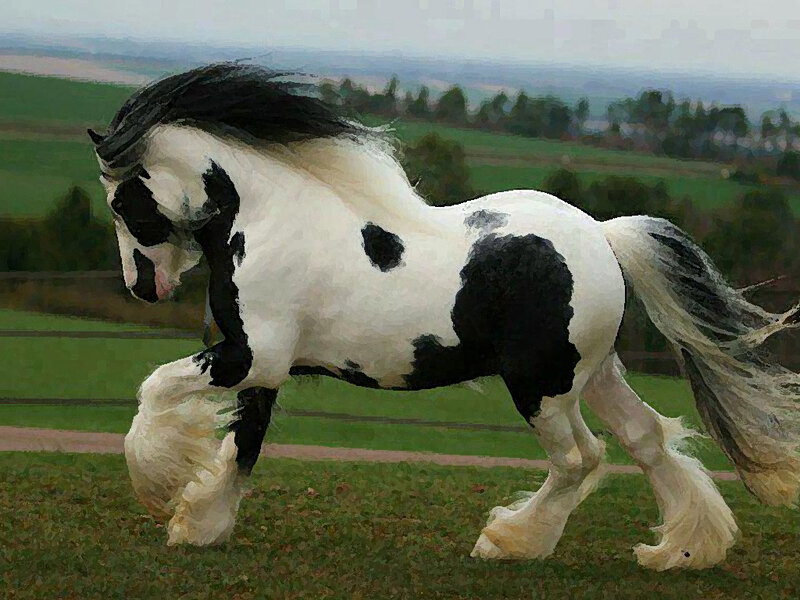 Black and White Horse — Dynamic, Digital Art, Grass Field