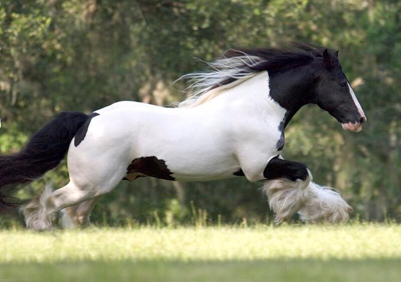 Black and White Horse — Dynamic