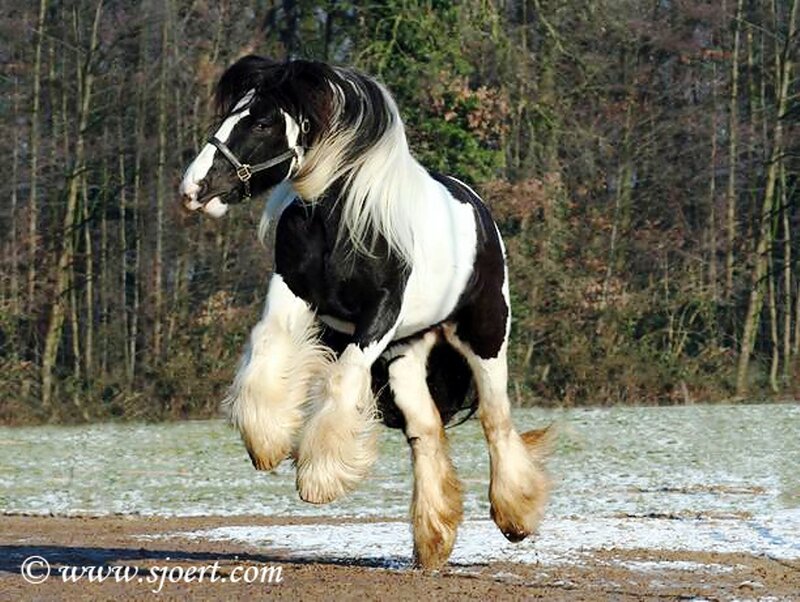 Black and White Horse — Dynamic, Winter