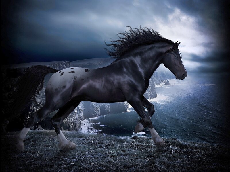 Black and White Horse — Gray