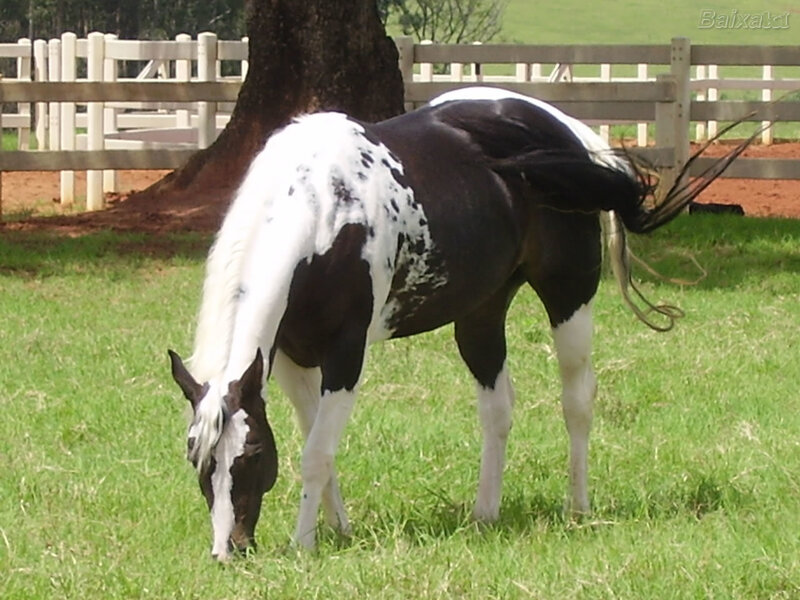 black and white horse grazing