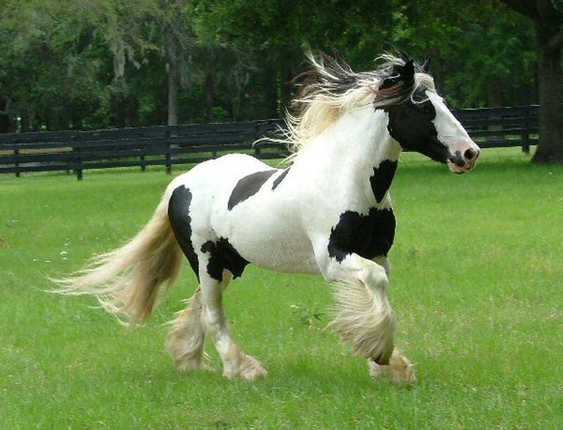Black and White Horse — Green, Active, Afternoon, Photograph