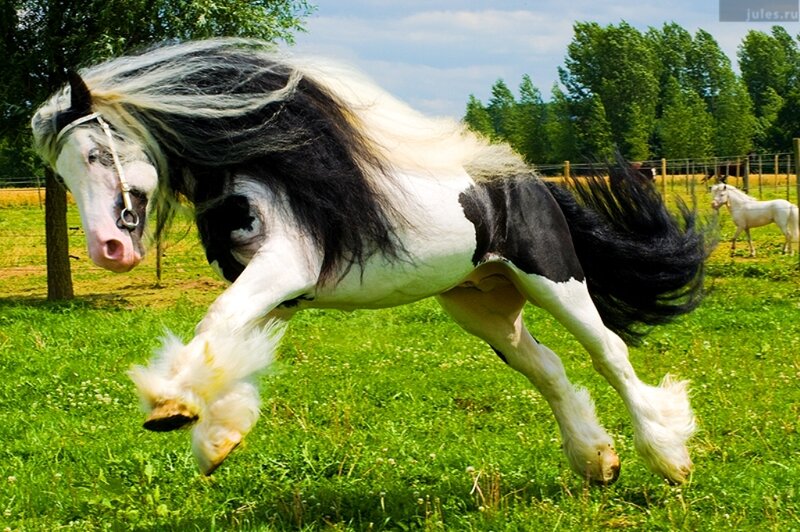 Black and White Horse — Green, Active, Afternoon