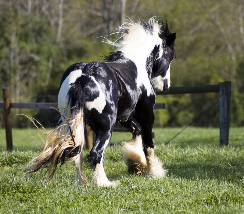 Black and White Horse — Green, Active