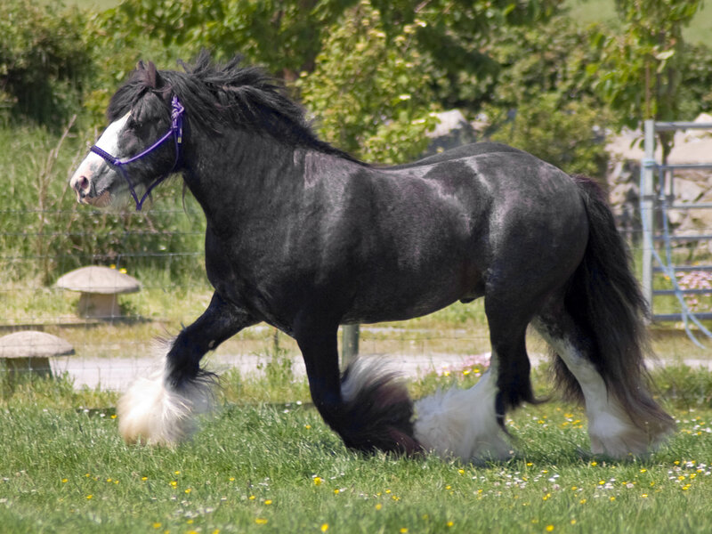 Black and White Horse — Green, Calm, Afternoon, Photograph, Grass