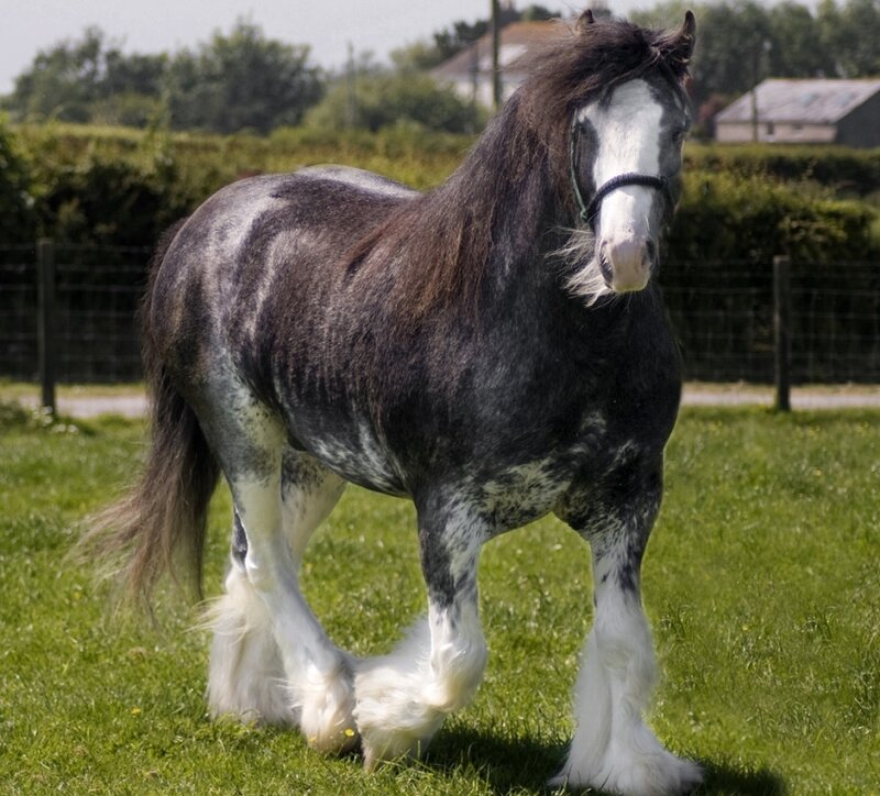 Black and White Horse — Green, Calm, Afternoon, Photograph